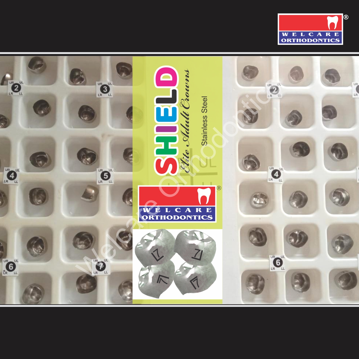 SHIELD ELITE ADULT CROWN (SS) 48 PCS BOX